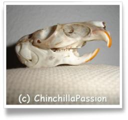 http://museum.utep.edu/archive/mammals/DDincisors.htm http://museum.utep.edu/archive/mammals/DDincisors.htm