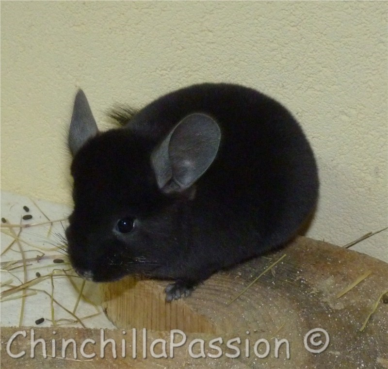 Chinchilla Ebony extra dark