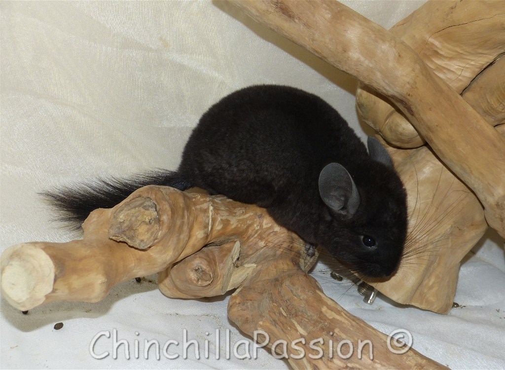 Chinchilla Ebony très foncé