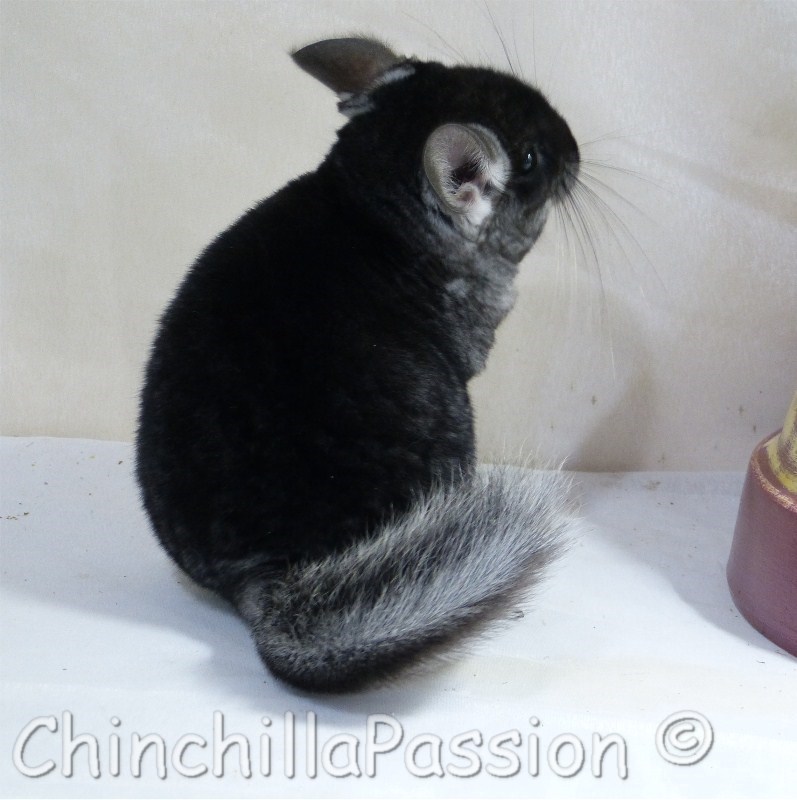 Chinchilla Black Velvet