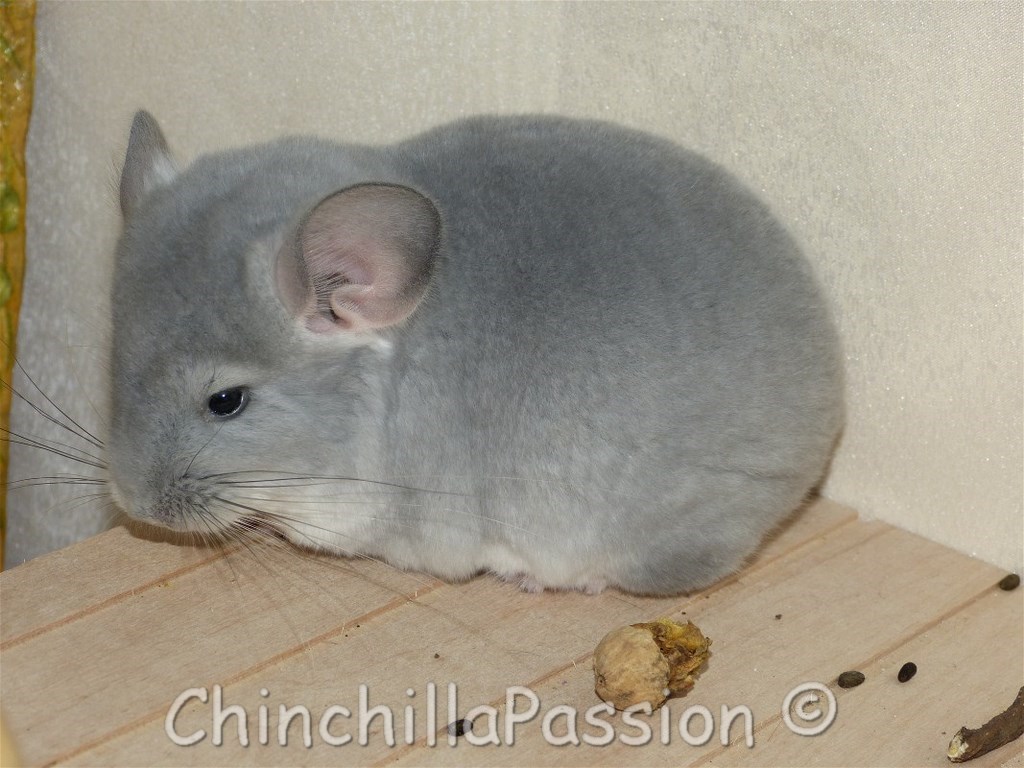 Chinchilla Diamant Bleu