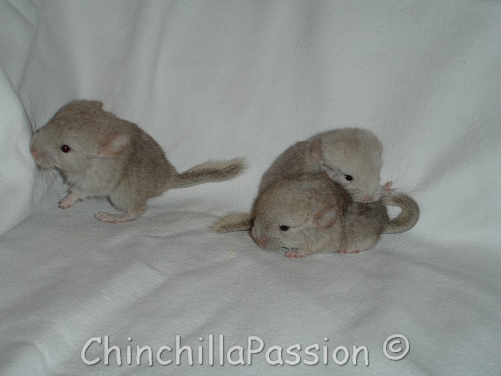 Trio De Jeunes Chinchillas Beige Tower