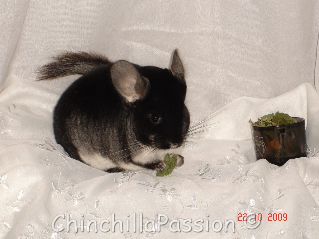 Chinchilla Black Velvet