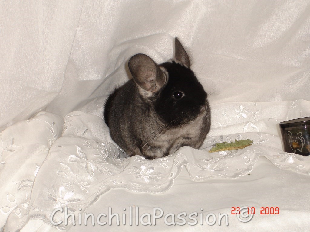 Chinchilla Ebony Velvet