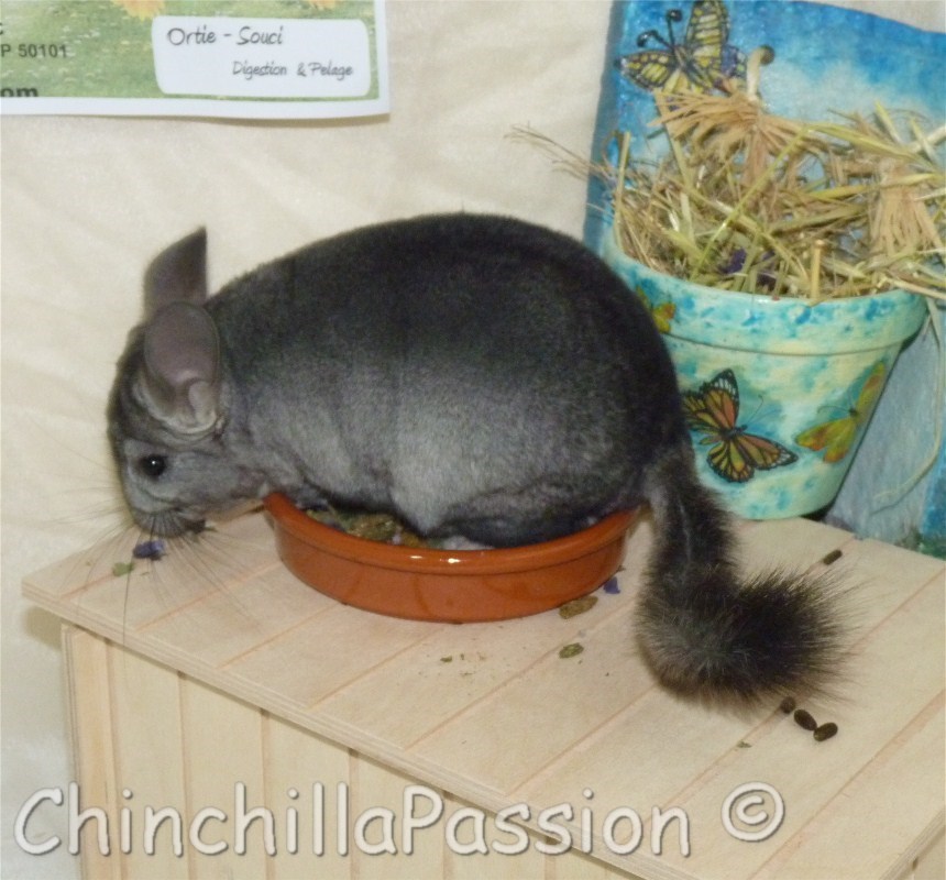 Chinchilla Ebony clair