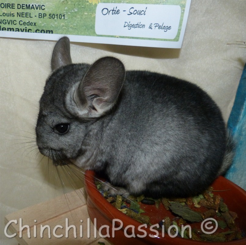 Chinchilla Ebony Clair