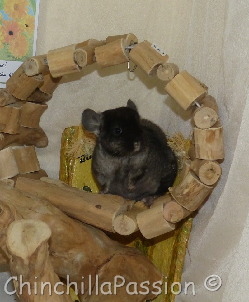 Chinchilla Ebony Velvet