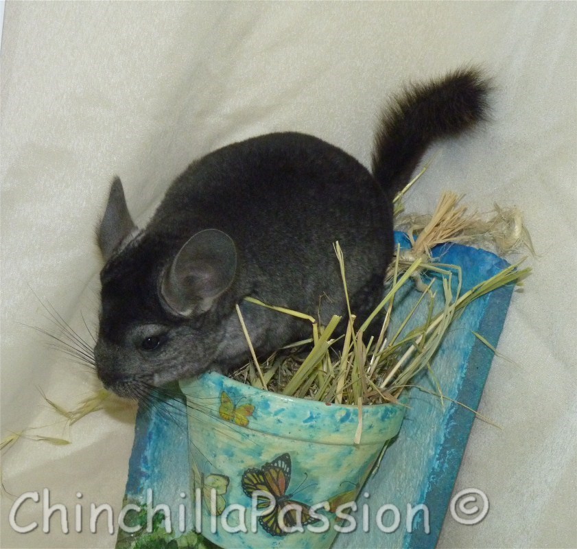 Chinchilla Ebony Clair