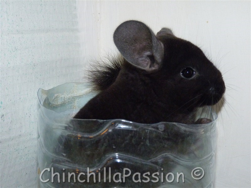 Chinchilla Ebony extra dark