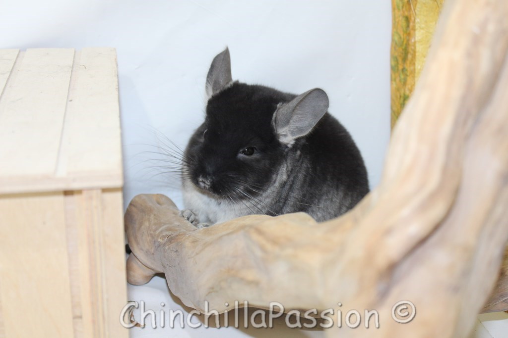 Chinchilla Black Velvet