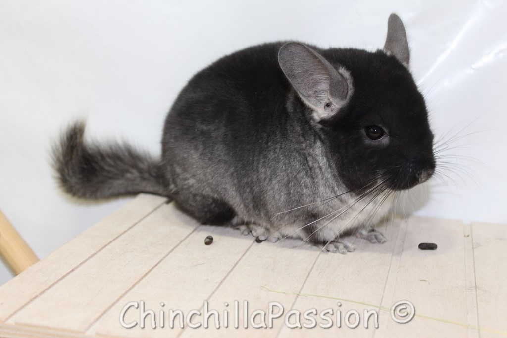 Chinchilla Black Velvet