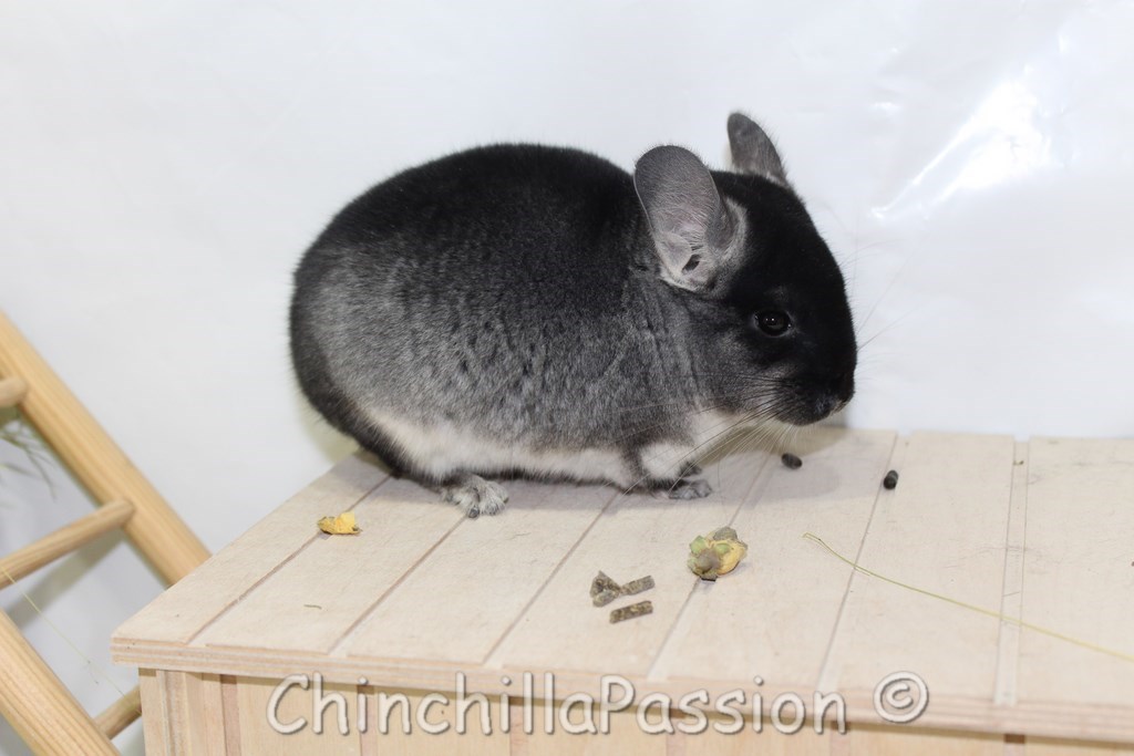 Chinchilla Black Velvet