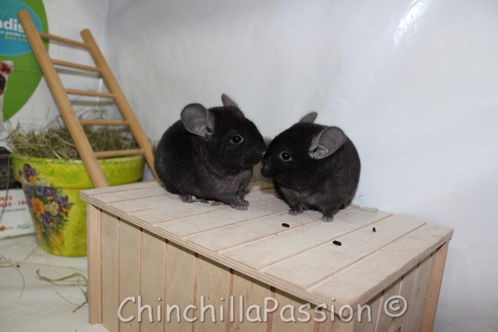 Chinchillas Ebony extra dark