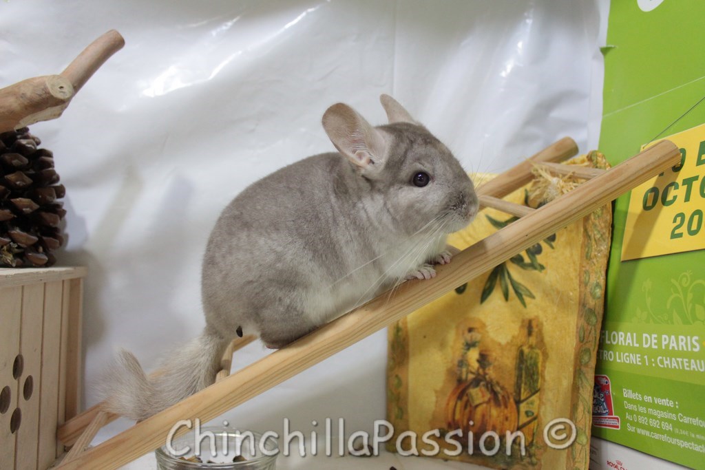 Chinchilla Beige Tower