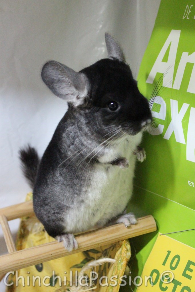 Chinchilla Black Velvet