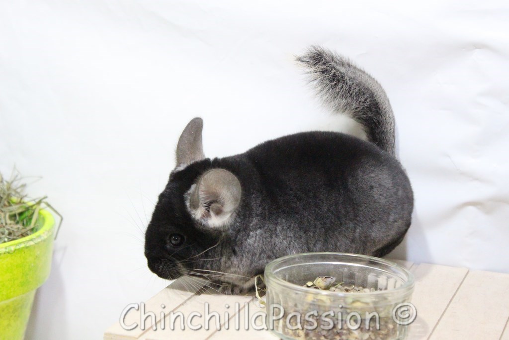 Chinchilla Black Velvet