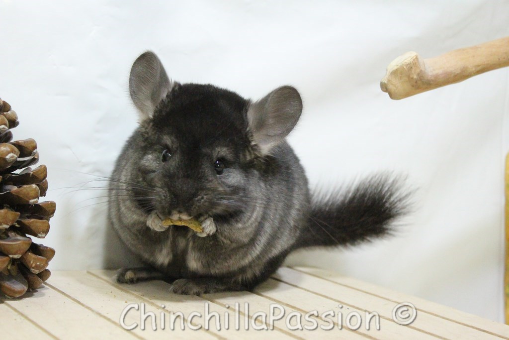 Chinchilla Ebony Moyen Foncé