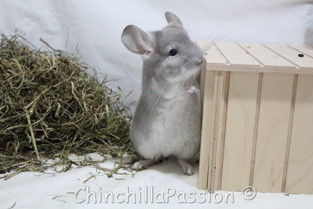 Chinchillas Violet