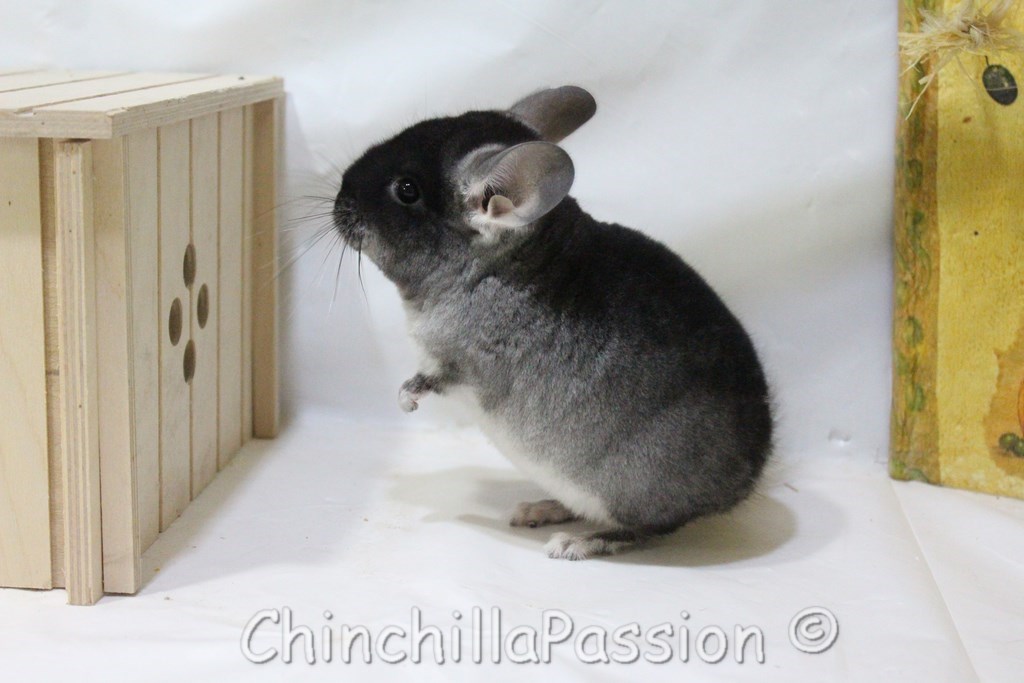 Chinchilla Black Velvet