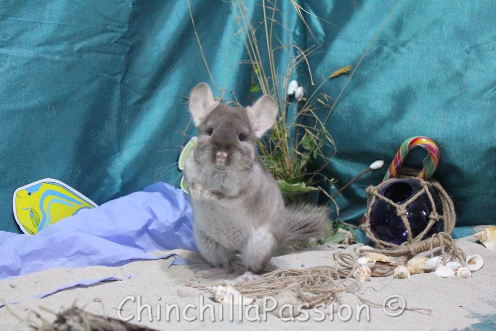 Chinchilla Beige Velvet, chinchilla brown Velvet