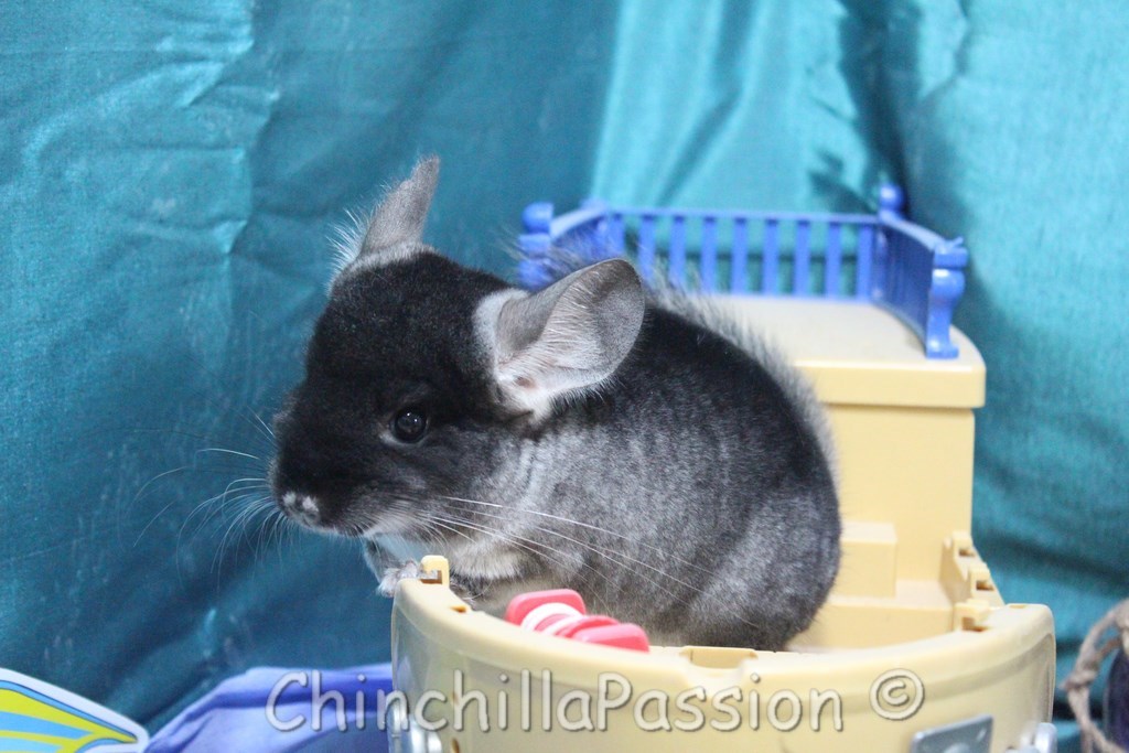 Chinchilla Black Velvet