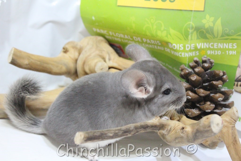 Chinchillas Violet