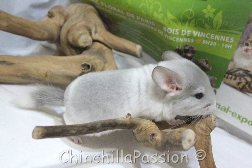 Chinchilla Wilson-Violet