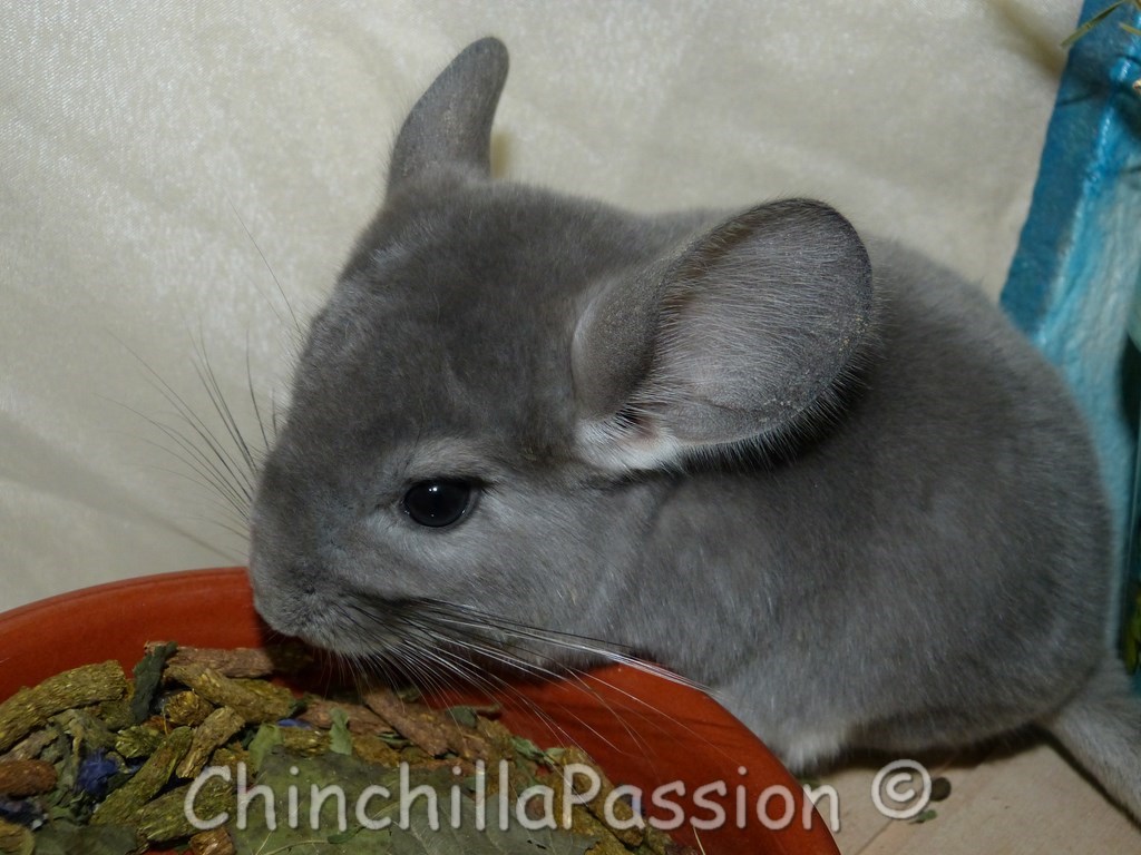 Chinchillas Violet