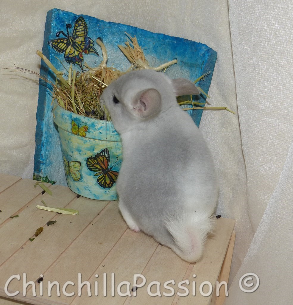 Chinchilla Wilson-Violet