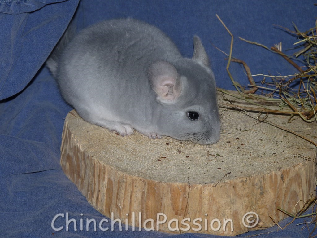 Chinchilla Diamant Bleu