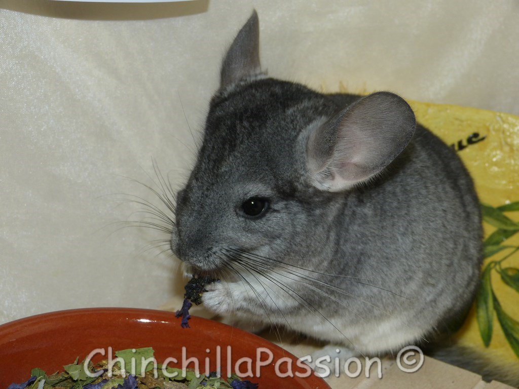 Chinchilla standard