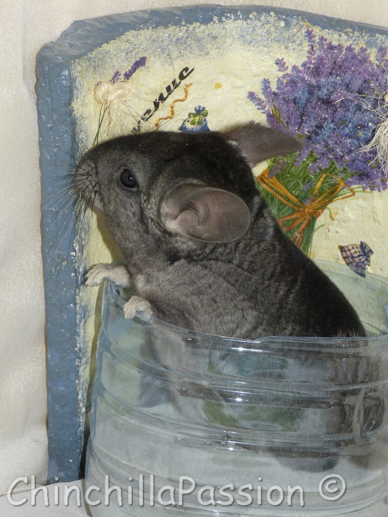 Chinchilla Ebony Moyen Foncé