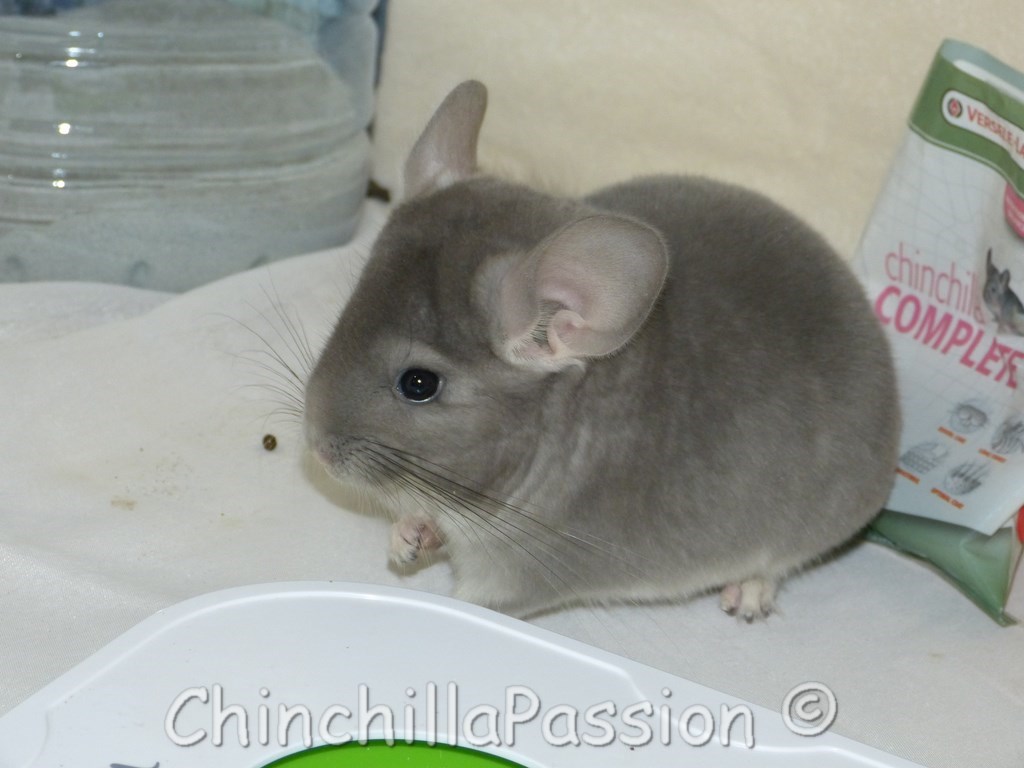 Chinchillas Violet