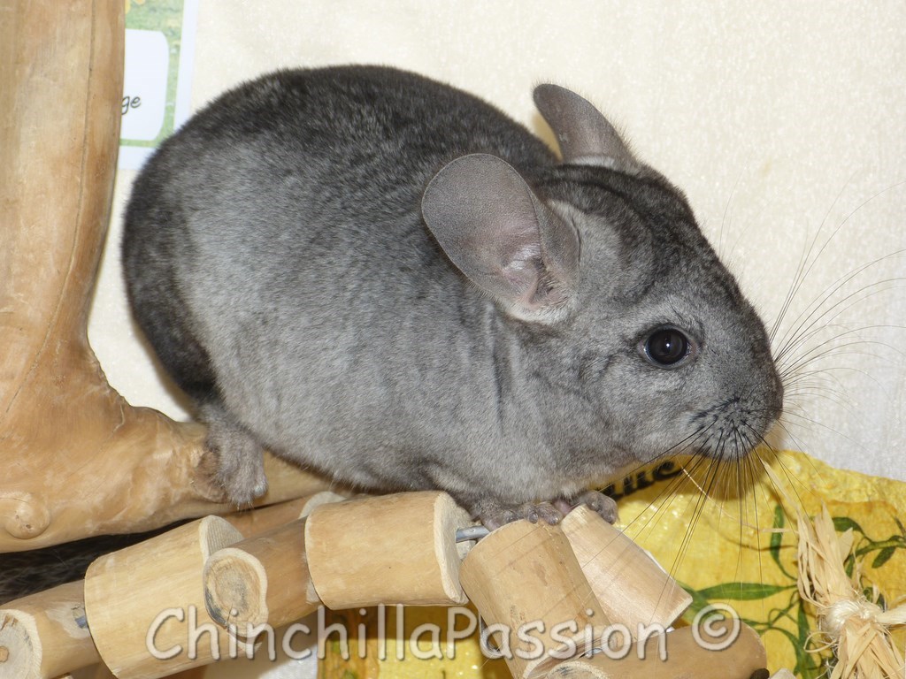 Chinchilla Ebony Clair