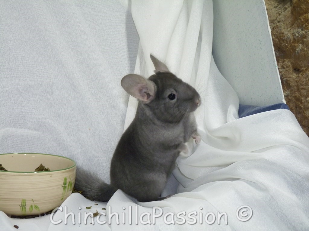 Chinchilla Saphir Ebony