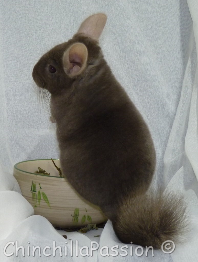 Chinchilla Chocolat, extra dark tan