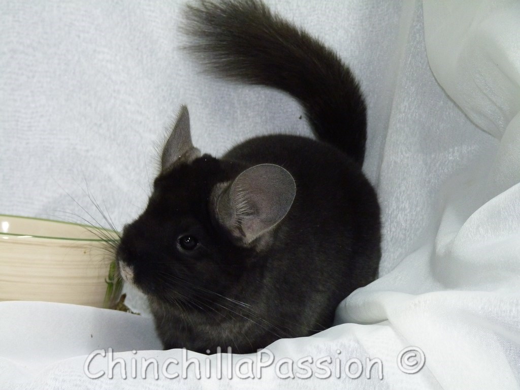 Chinchilla Ebony très foncé 