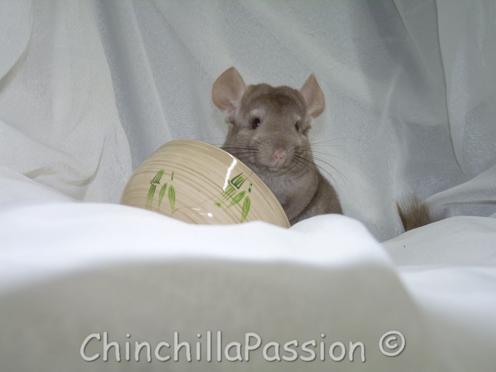 Chinchilla Beige Tower