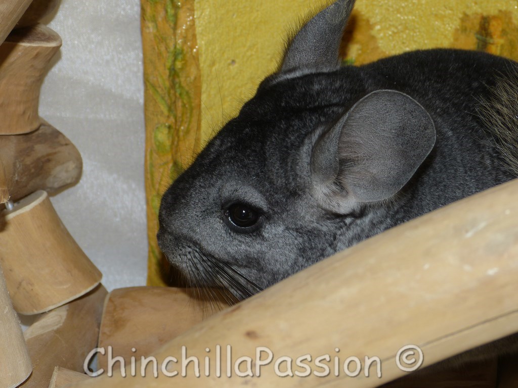 Chinchilla standard