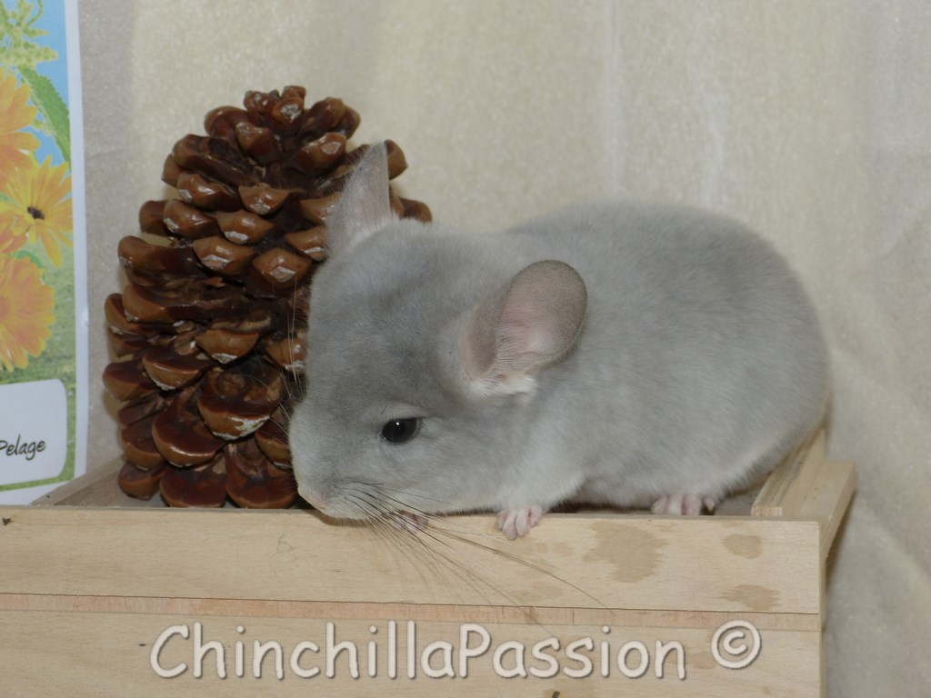 Chinchilla Wilson-Violet