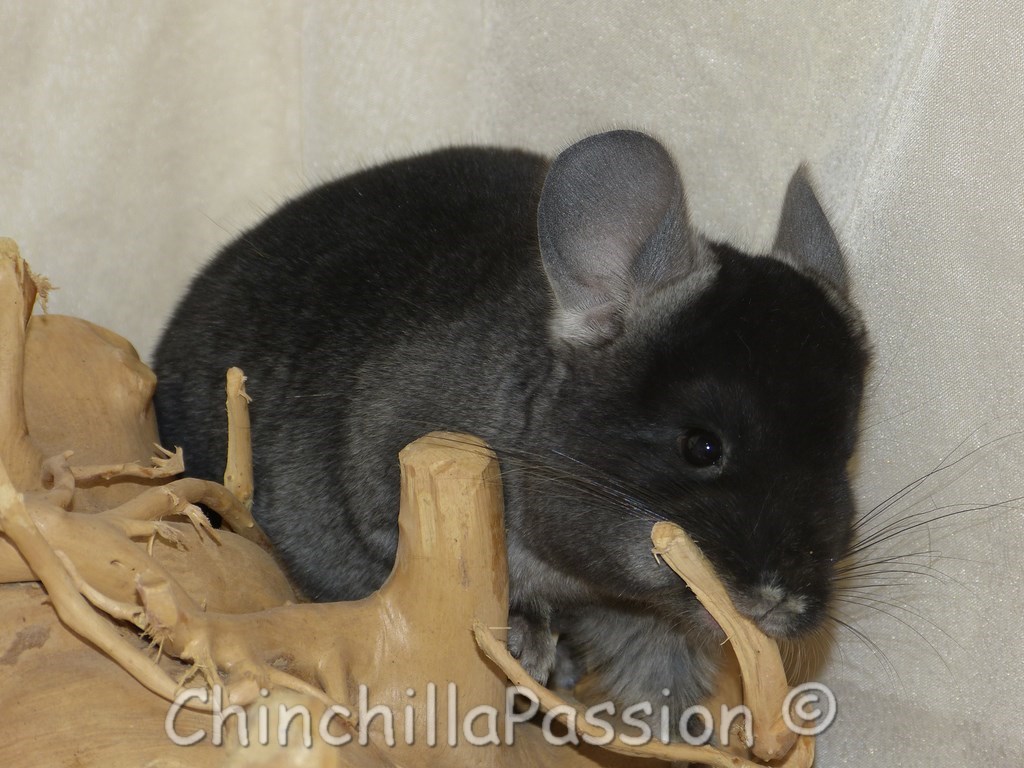 Chinchilla Ebony Velvet