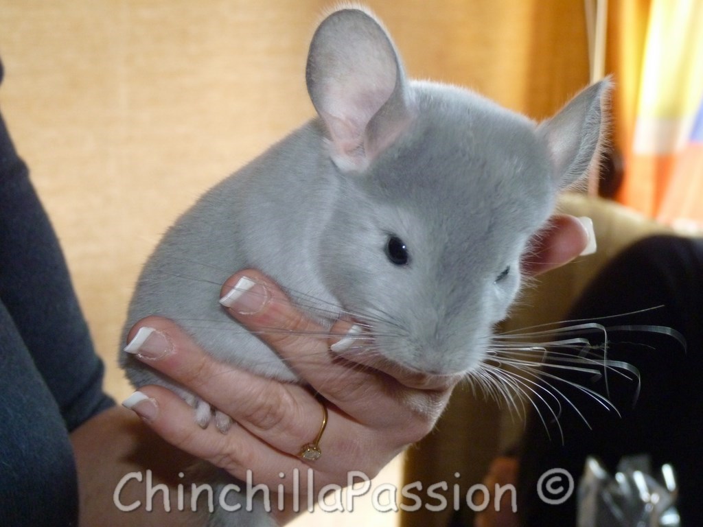 Chinchilla Diamant Bleu