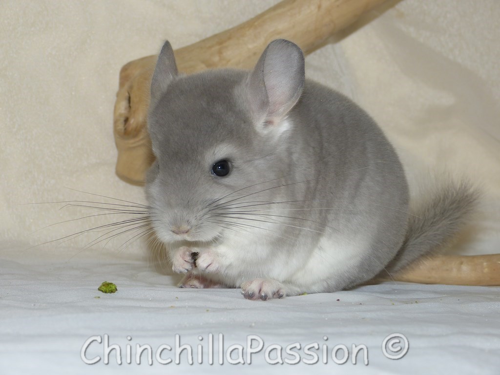 Chinchillas Violet