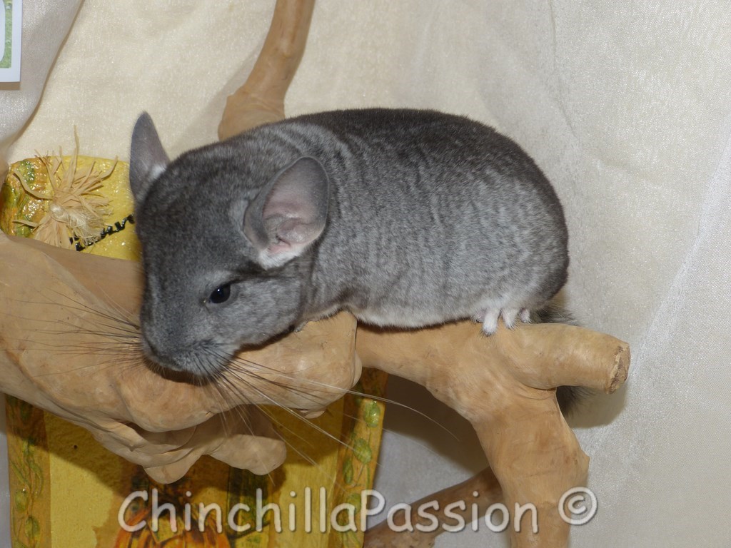 Chinchilla standard