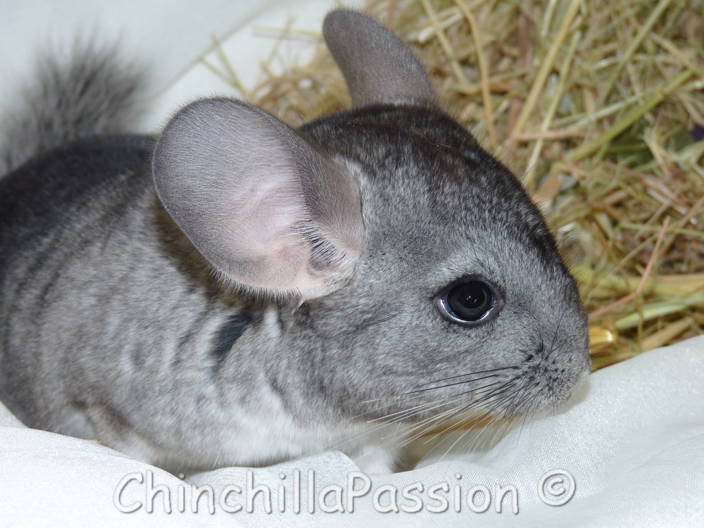 Chinchilla standard