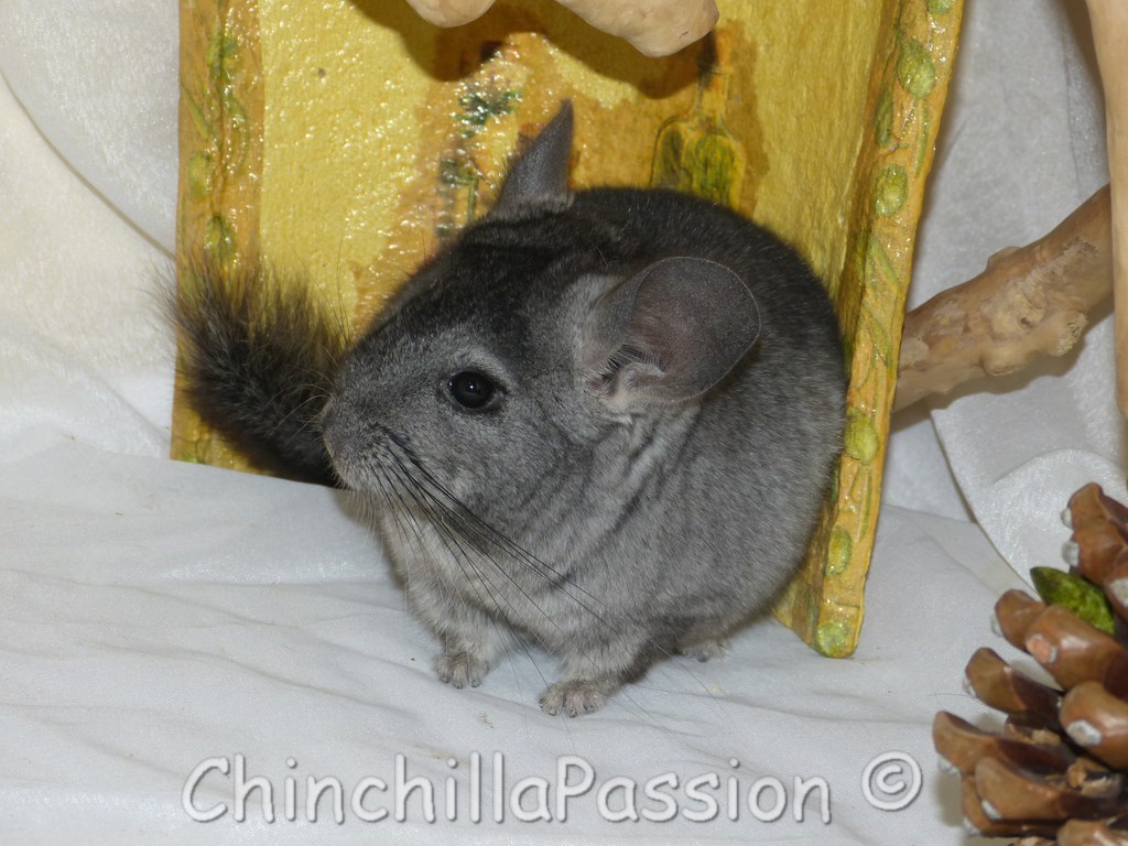 Chinchilla Ebony Clair