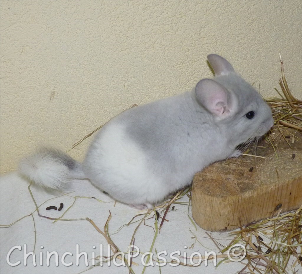 Chinchilla Wilson-Violet