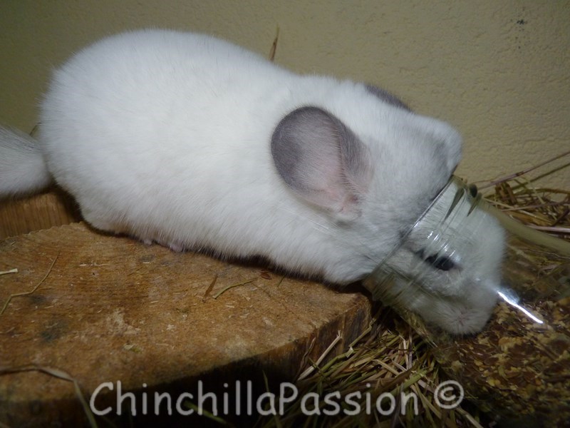 Chinchilla Blanc Wilson