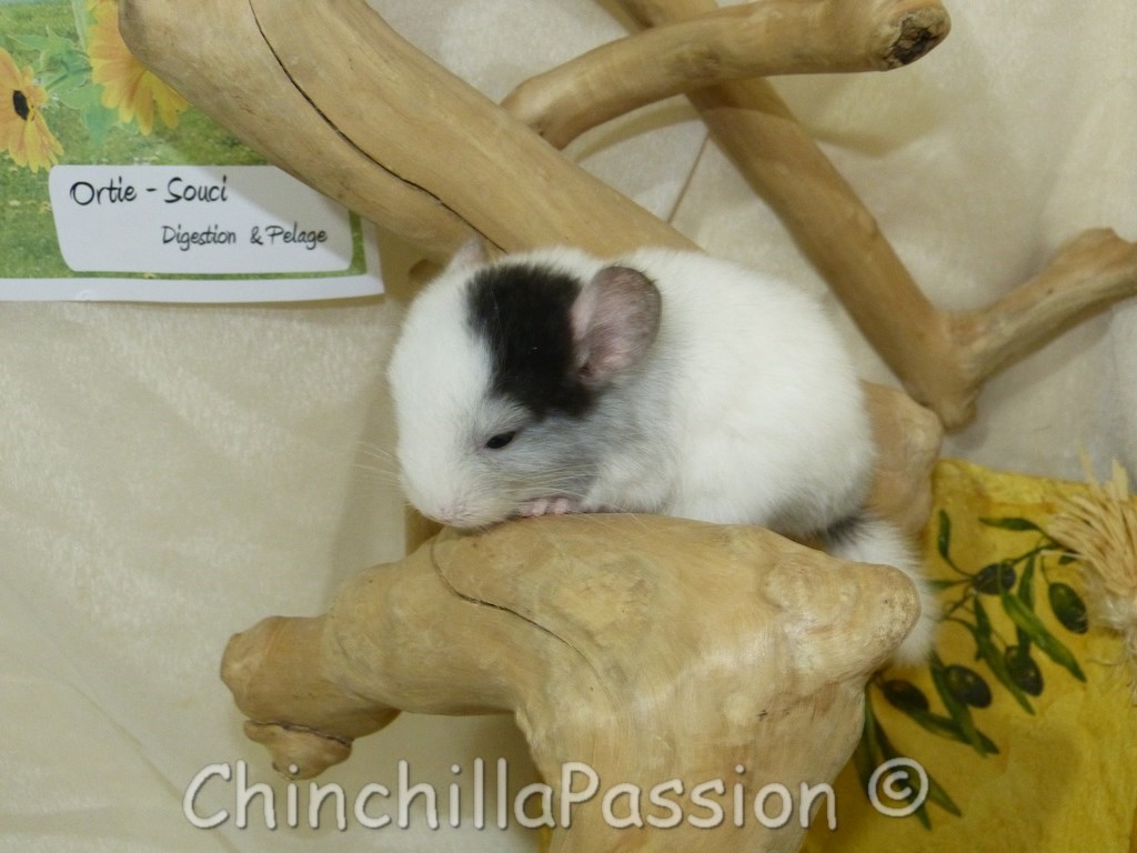 Chinchilla Wilson Ebony Spoté