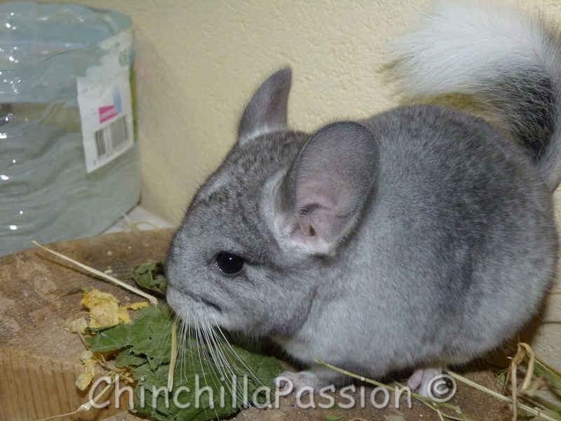 Chinchilla Wilson Ebony